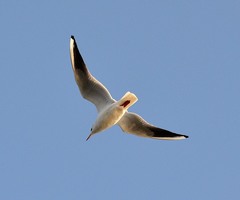 Chroicocephalus ridibundus