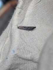 Neofaculta ericetella
