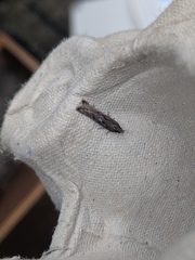 Neofaculta ericetella
