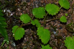 Jovellana repens