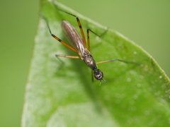 Micropeza corrigiolata