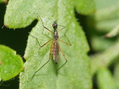 Micropeza corrigiolata