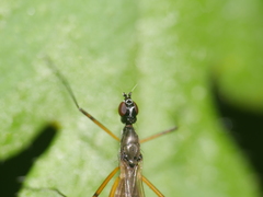 Micropeza corrigiolata