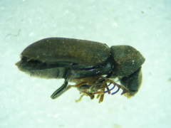 Ptilinus