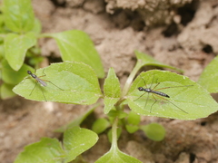 Micropeza corrigiolata