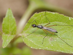 Micropeza corrigiolata