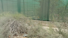 Danaus chrysippus