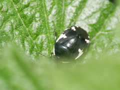 Tritomegas sexmaculatus
