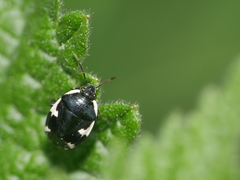 Tritomegas sexmaculatus