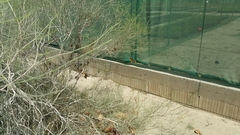 Danaus chrysippus