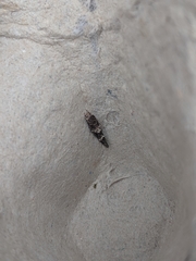 Mompha subbistrigella