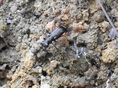 Heptodonta posticalis