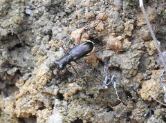 Heptodonta posticalis