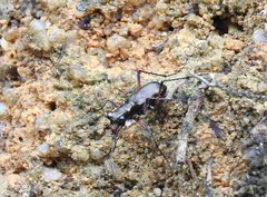 Heptodonta posticalis