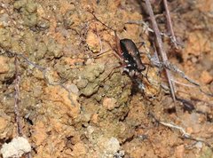 Heptodonta posticalis