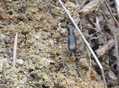 Heptodonta posticalis