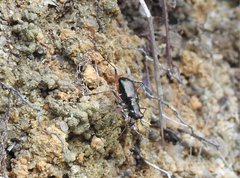 Heptodonta posticalis