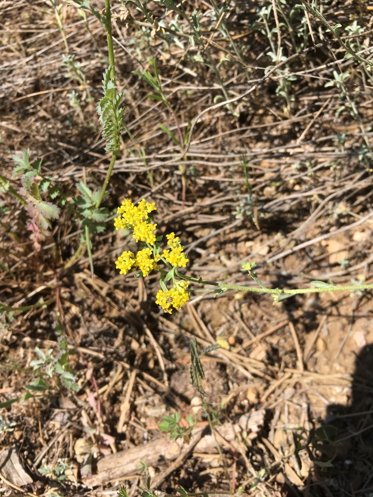 Odontarrhena pateri
