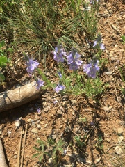 Veronica multifida