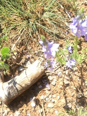 Veronica multifida