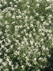 Crambe tataria