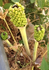 Arum palaestinum