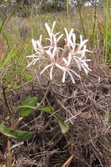 Pelargonium auritum carneum