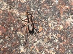 Heptodonta posticalis