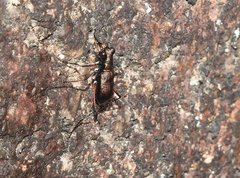 Heptodonta posticalis