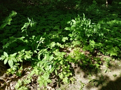 Polygonatum multiflorum