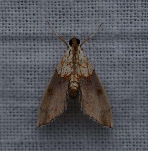 Agrotera nemoralis