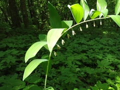 Polygonatum multiflorum