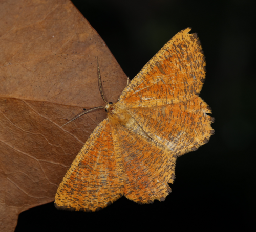 Angerona prunaria