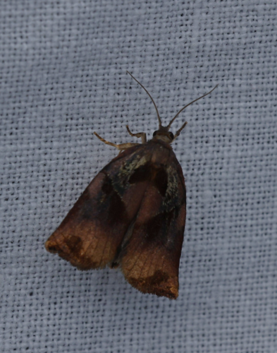 Archips podana
