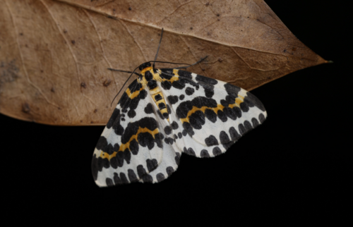 Abraxas grossulariata