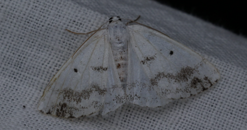 Lomographa temerata