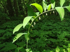 Polygonatum multiflorum