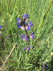 Anchusa leptophylla