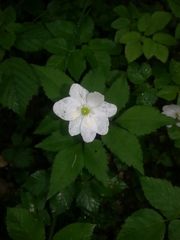 Anemonoides trifolia