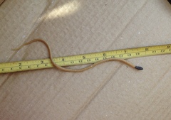 Rhynchocalamus melanocephalus