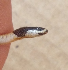 Rhynchocalamus melanocephalus