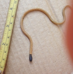 Rhynchocalamus melanocephalus