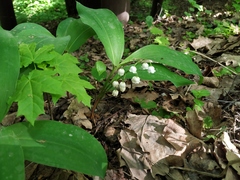 Convallaria majalis