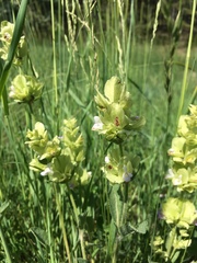 Salvia absconditiflora