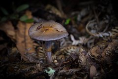 Cortinarius taylorianus