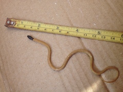 Rhynchocalamus melanocephalus