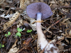 Cortinarius taylorianus