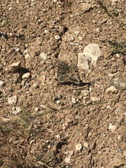 Zerynthia deyrollei