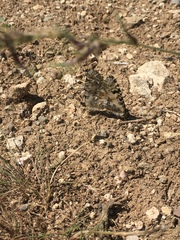 Zerynthia deyrollei