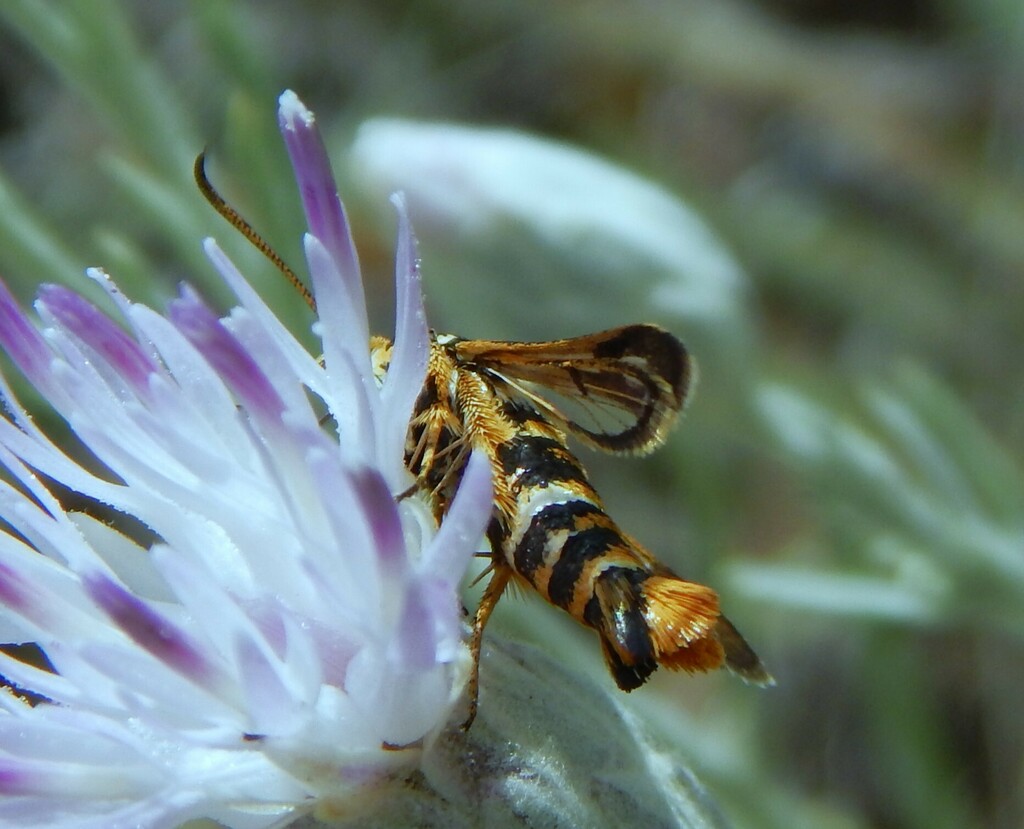 Chamaesphecia oxybeliformis